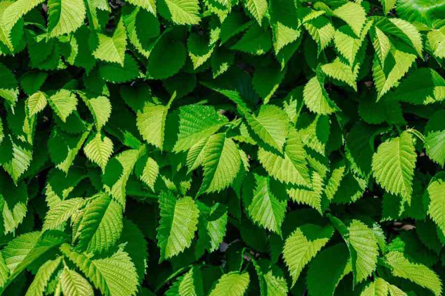 Podzimní VÝPRODEJ: Kouzelný živý plot - Jilm sibiřský - foto 5