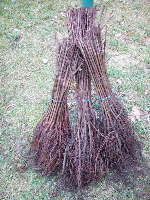 Podzimní VÝPRODEJ: Kouzelný živý plot - Jilm sibiřský - foto 3