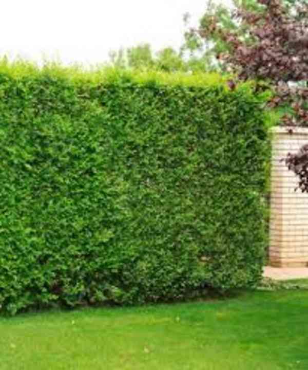 Podzimní VÝPRODEJ: Kouzelný živý plot - Jilm sibiřský - foto 2