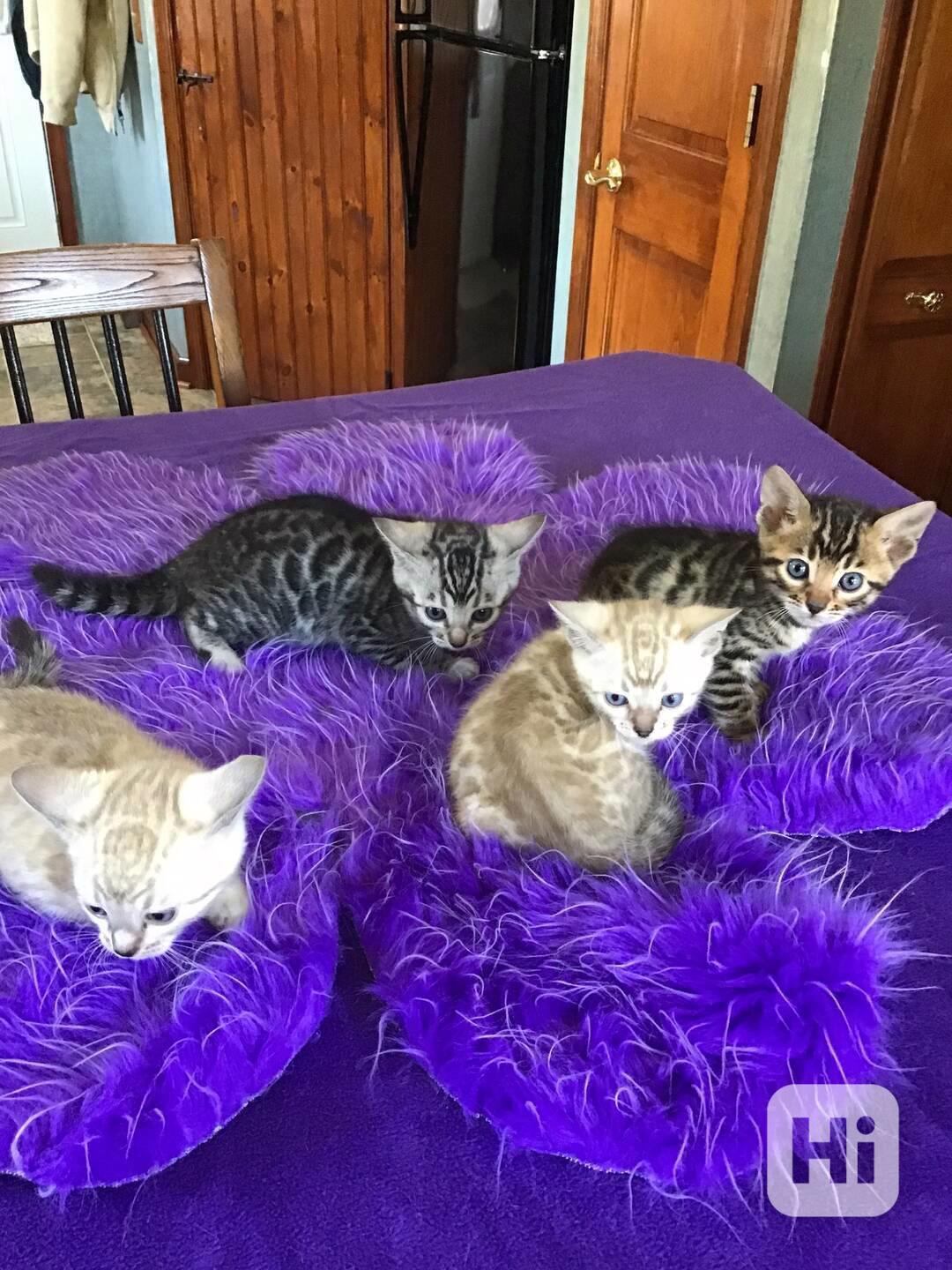 Nádherná bengálská koťátka - foto 1