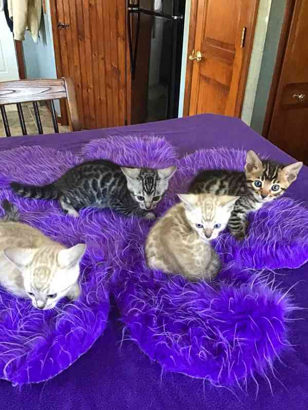 Nádherná bengálská koťátka - foto 3