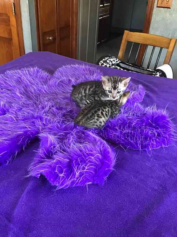 Nádherná bengálská koťátka - foto 2