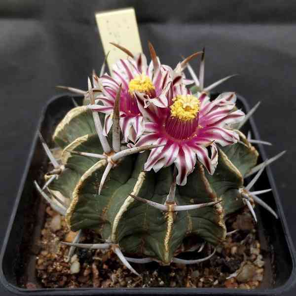 Kaktus Echinofossulocactus coptonogonus - semena