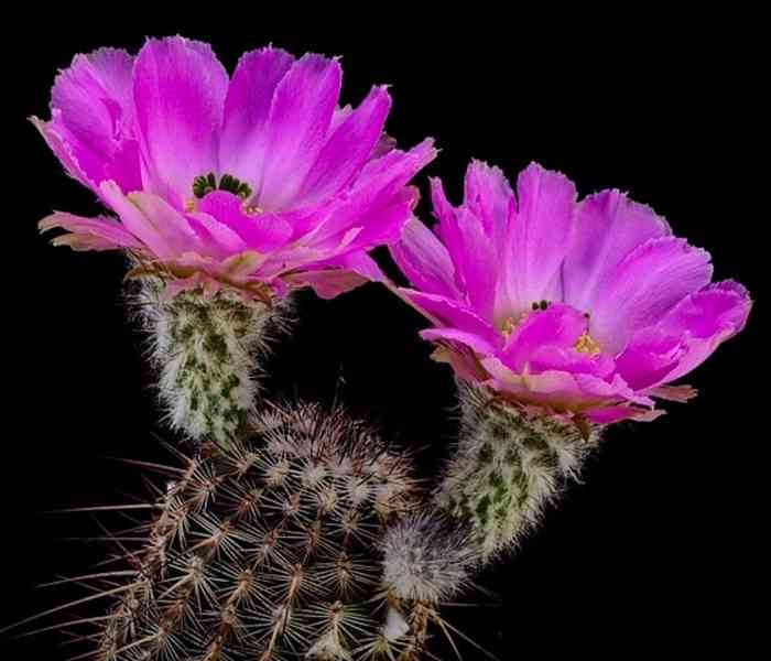 kaktus Echinocereus armatus PP 22