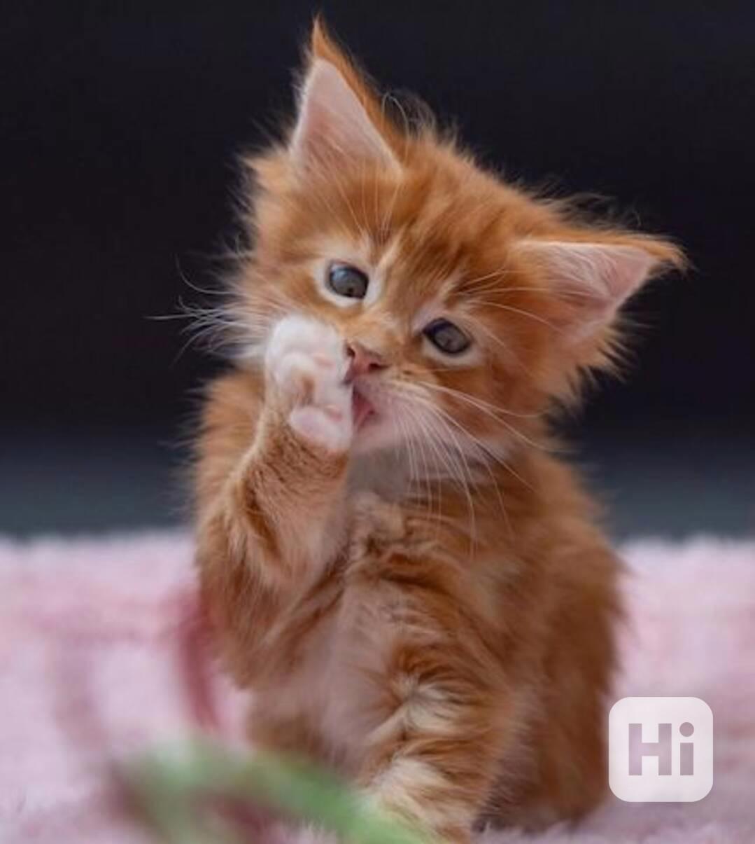 Koťata Mainské mývalí kočky,, - foto 1