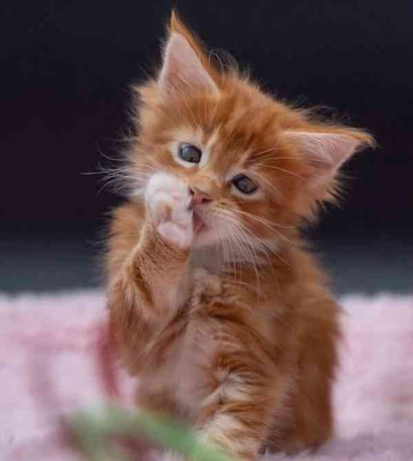 Koťata Mainské mývalí kočky,,