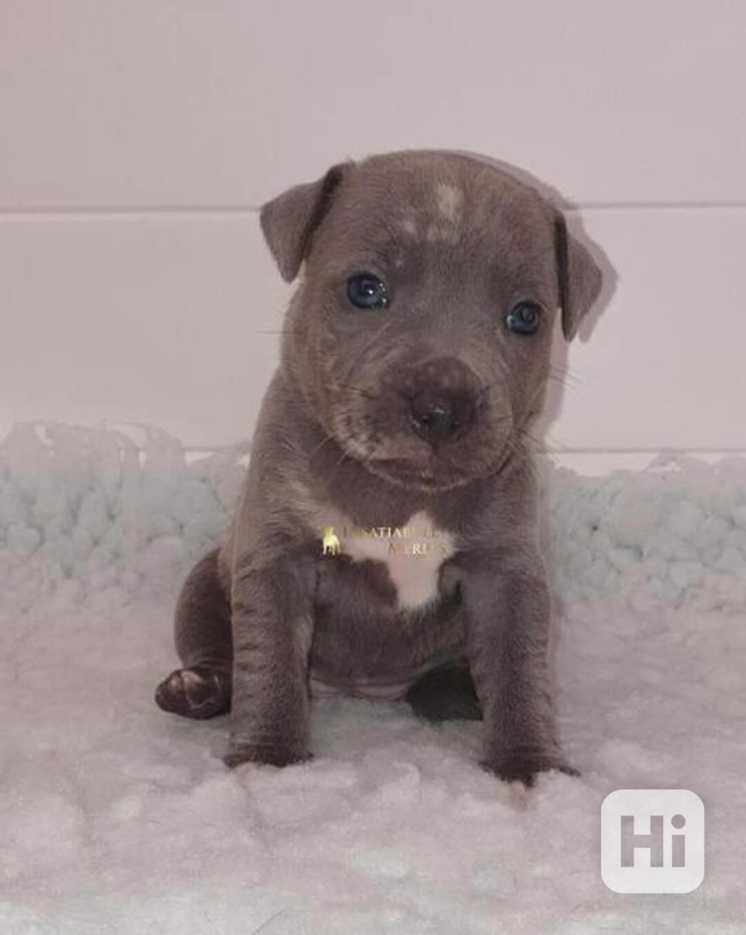 Štěňata Staffordshire Bull Terrier testována na KC a DNA - foto 1