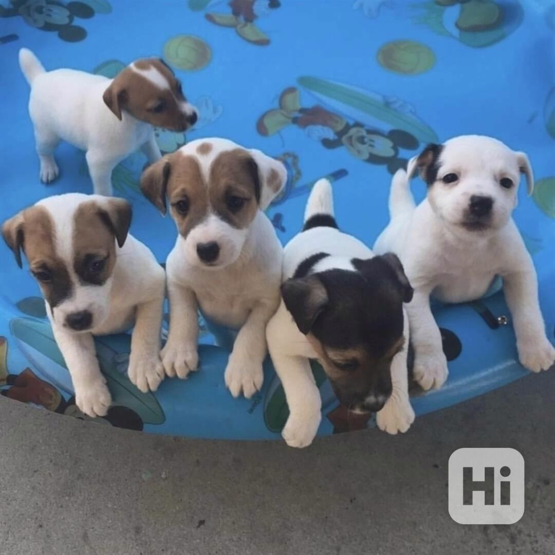 12 týdenní štěně jack russella k adopci zdarma   - foto 1