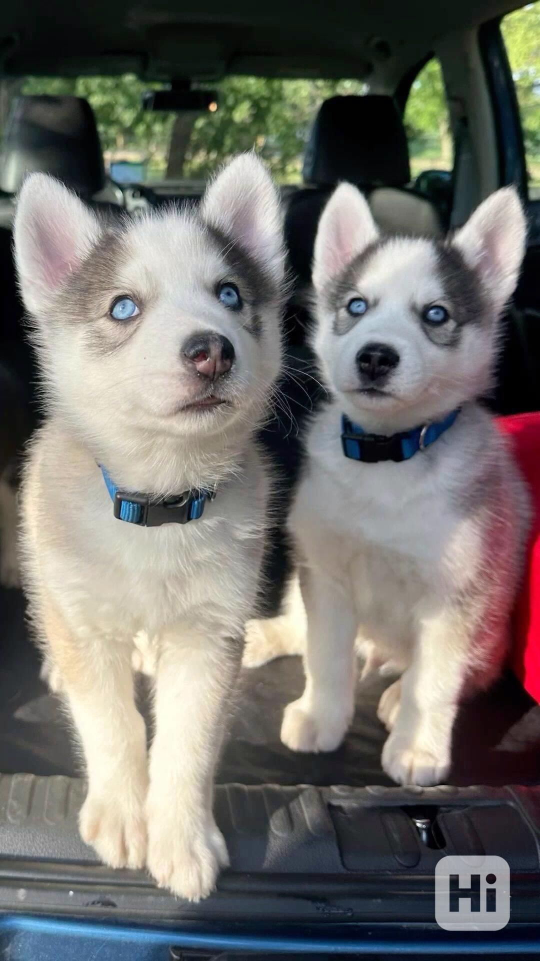 vánoční dárek Zdarma dárek štěňata sibiřského huskyho  - foto 1