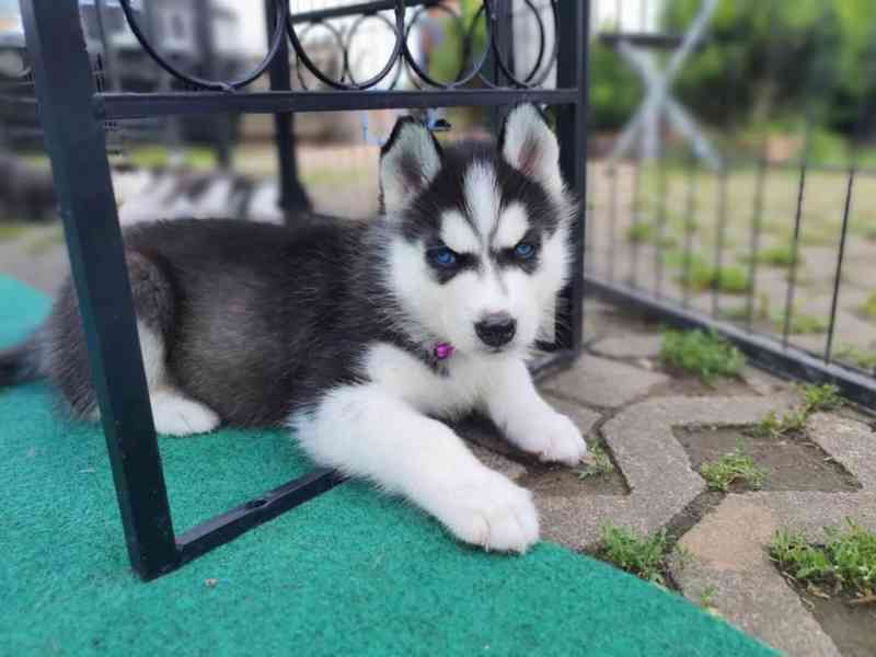 Štěňata sibiřského husky na prodej s PP - foto 2