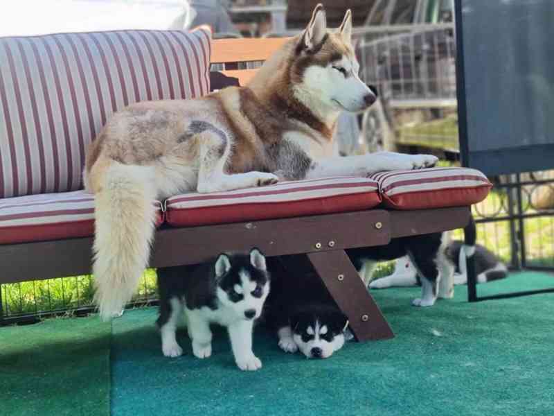 Štěňata sibiřského husky na prodej s PP - foto 3