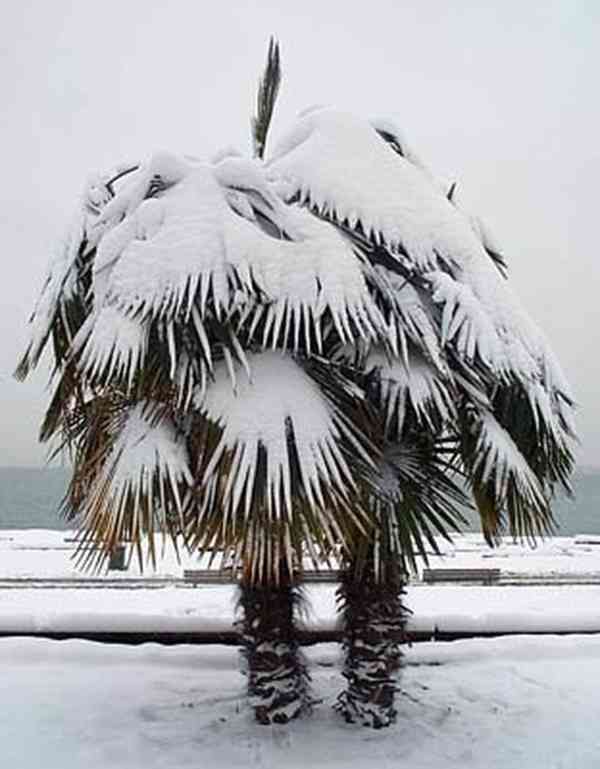 naklíčená semena palma Trachycarpus fortunei