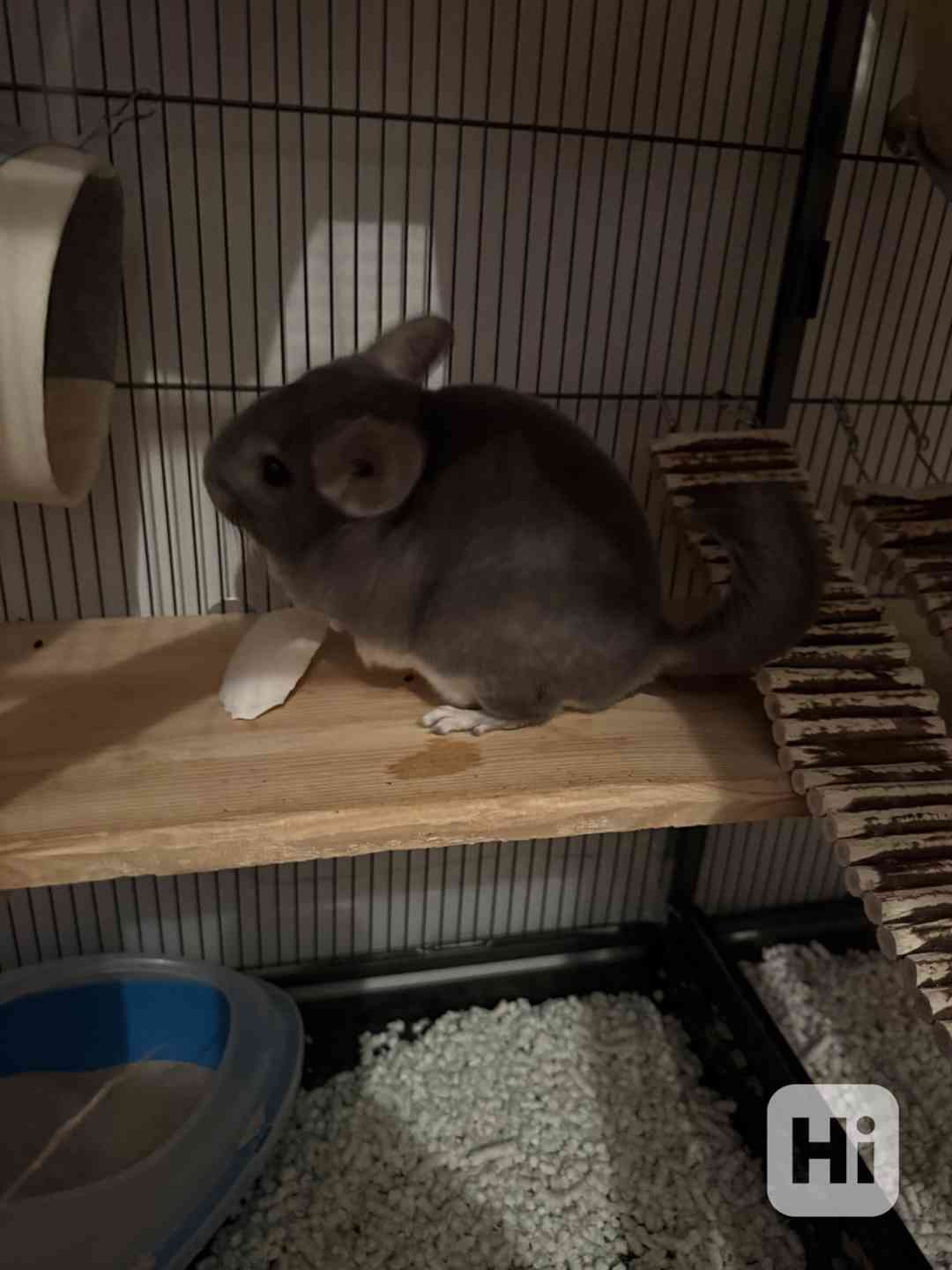 Prodám činčily - foto 1