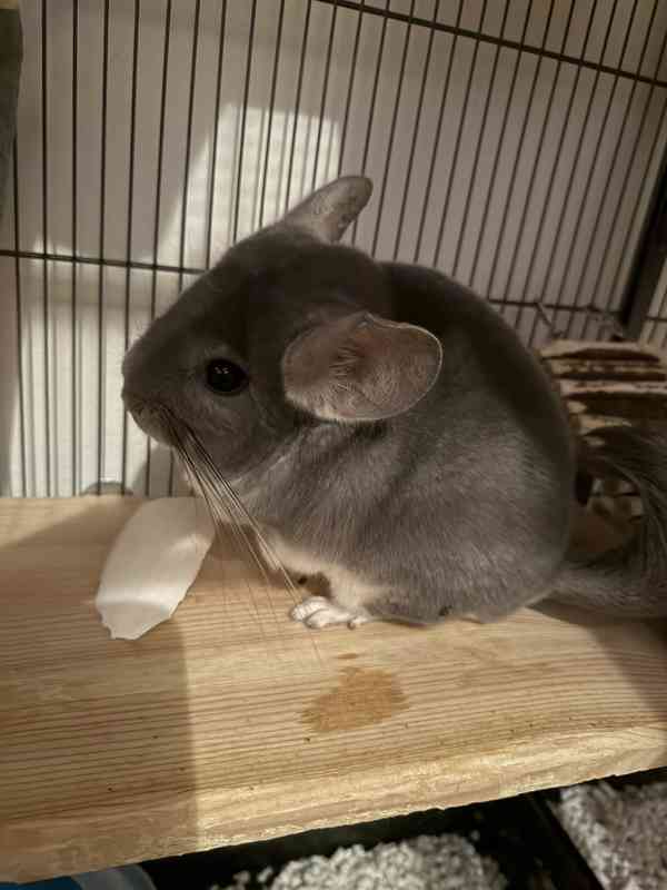 Prodám činčily - foto 2