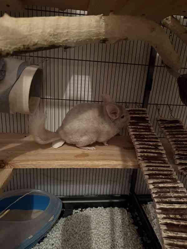 Prodám činčily - foto 4