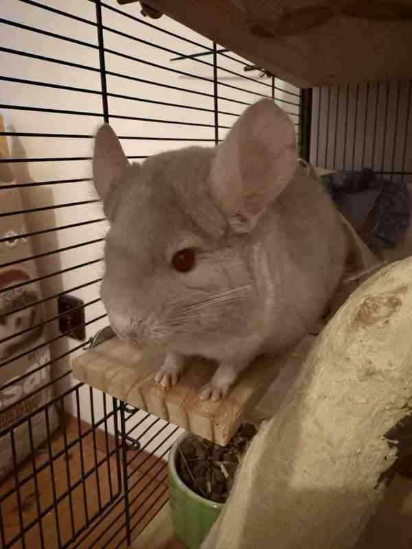 Prodám činčily - foto 3