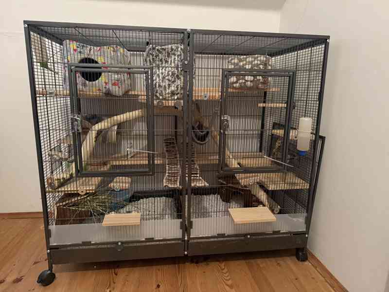 Prodám činčily - foto 10