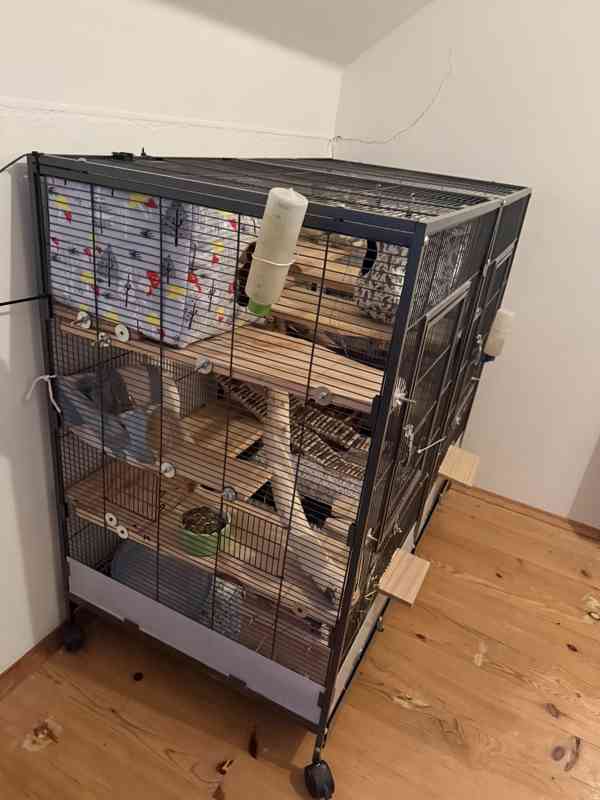 Prodám činčily - foto 11