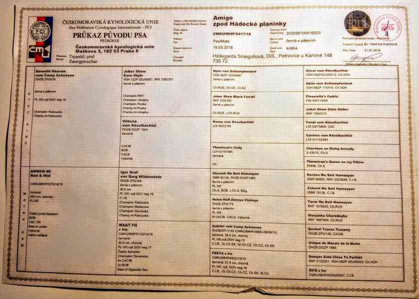 Uchovněný trpasličí pinč s PP ke krytí - foto 2