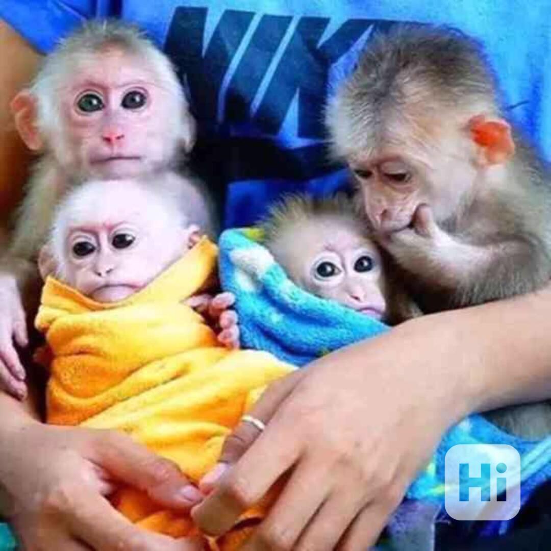 Inteligentní kapucínské opice k adopci - foto 1