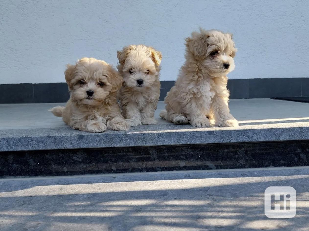 Maltipoo originál  - foto 1
