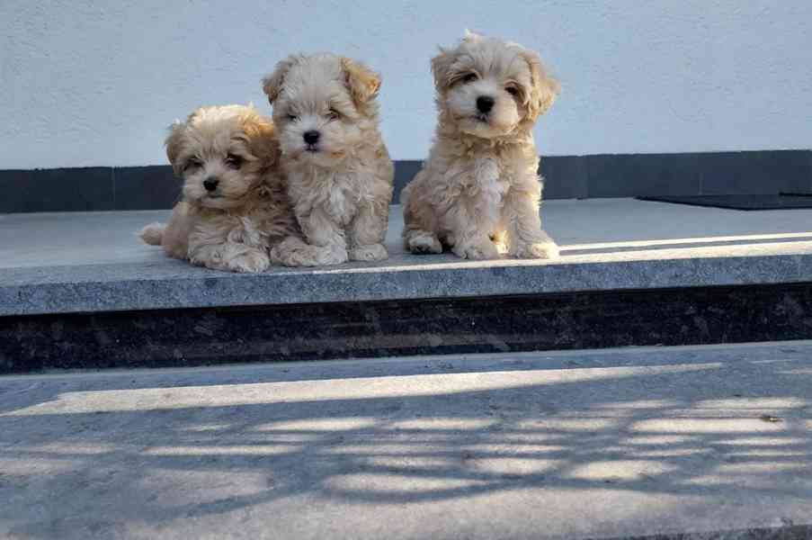 Maltipoo originál  - foto 3
