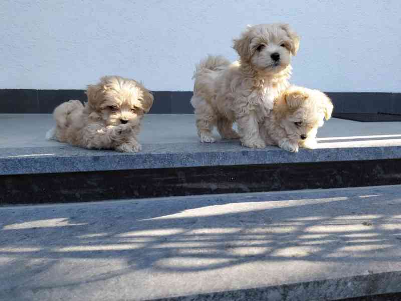 Maltipoo originál  - foto 2