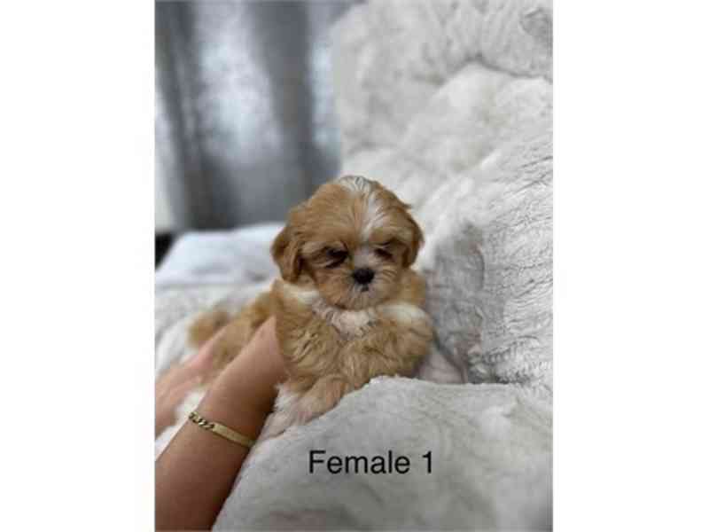 Shihpoo Puppies - foto 2