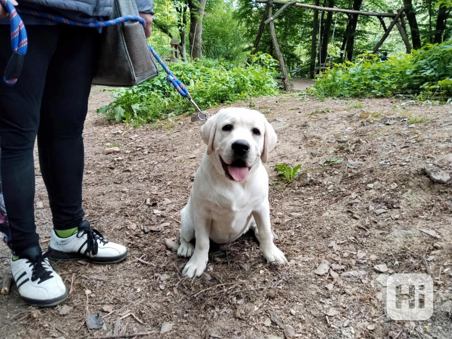 Labradorský retrívr  - foto 1