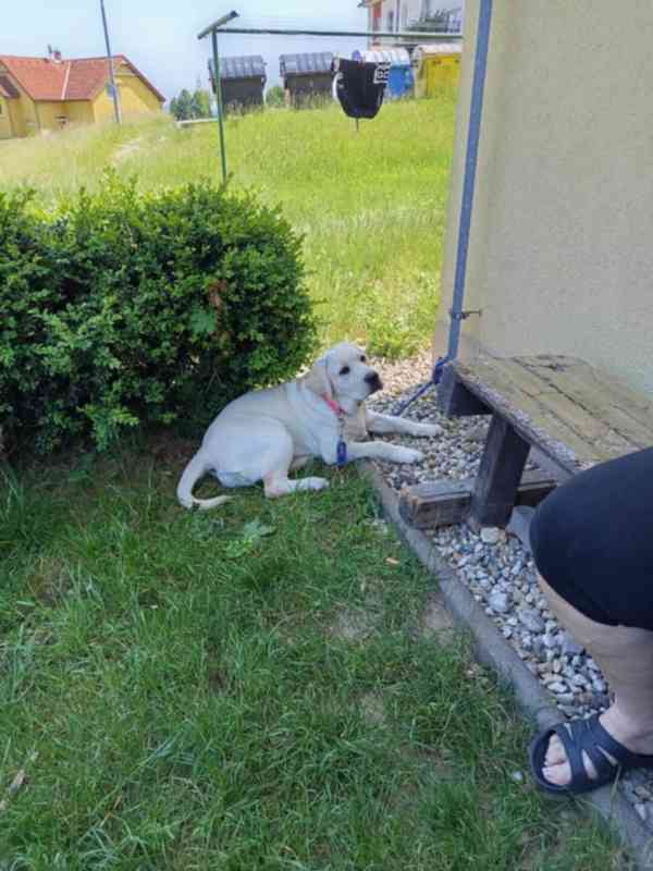 Labradorský retrívr  - foto 7