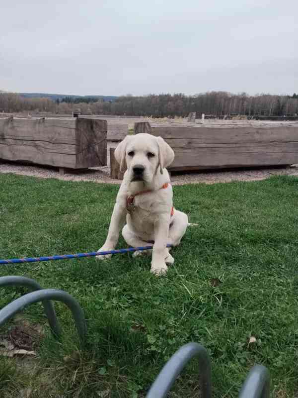 Labradorský retrívr  - foto 2