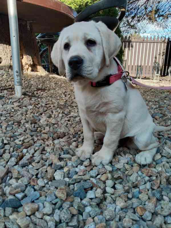Labradorský retrívr  - foto 4