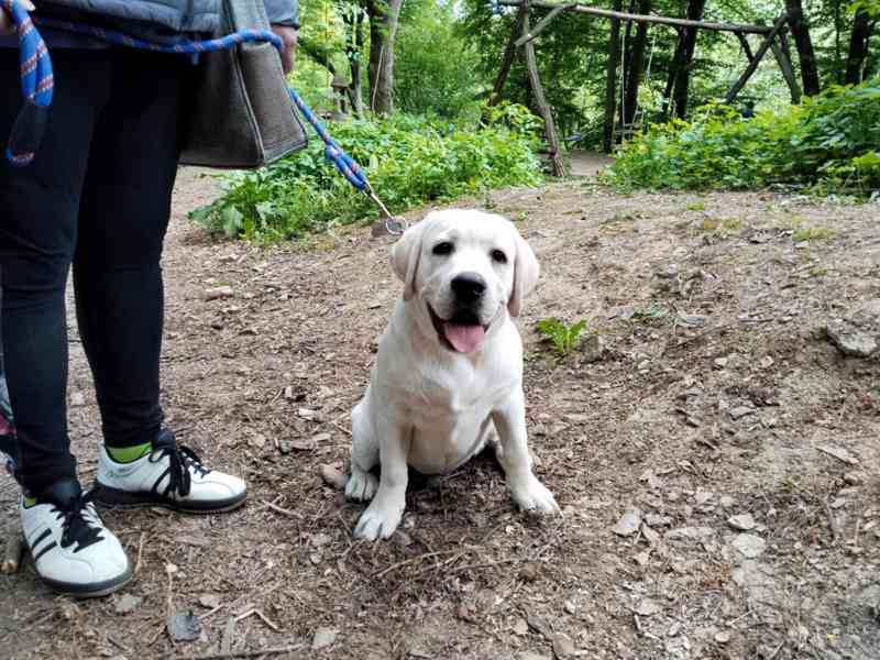 Labradorský retrívr - foto 1
