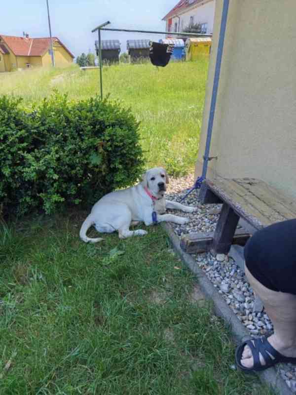 Labradorský retrívr  - foto 3