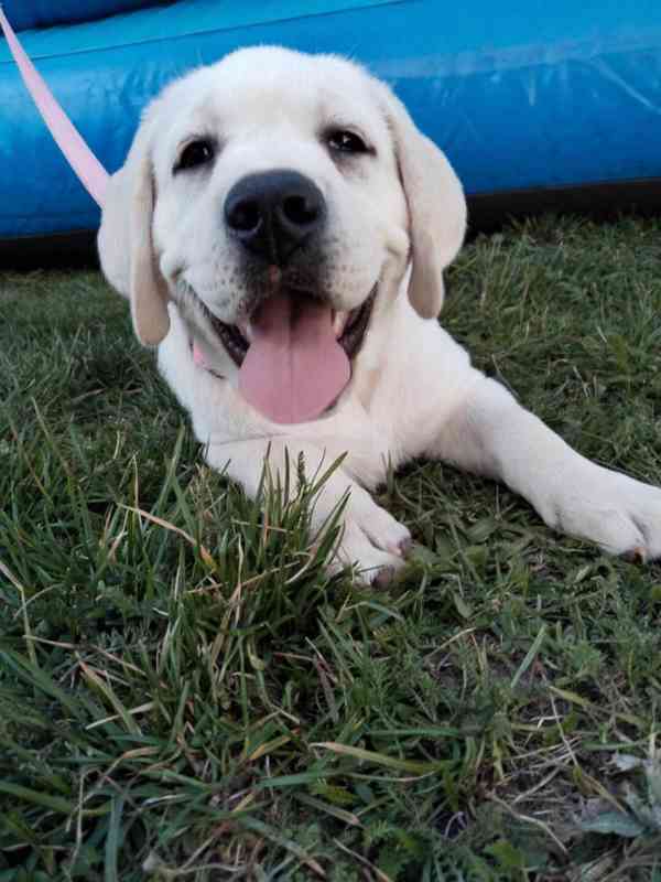 Labradorský retrívr  - foto 5