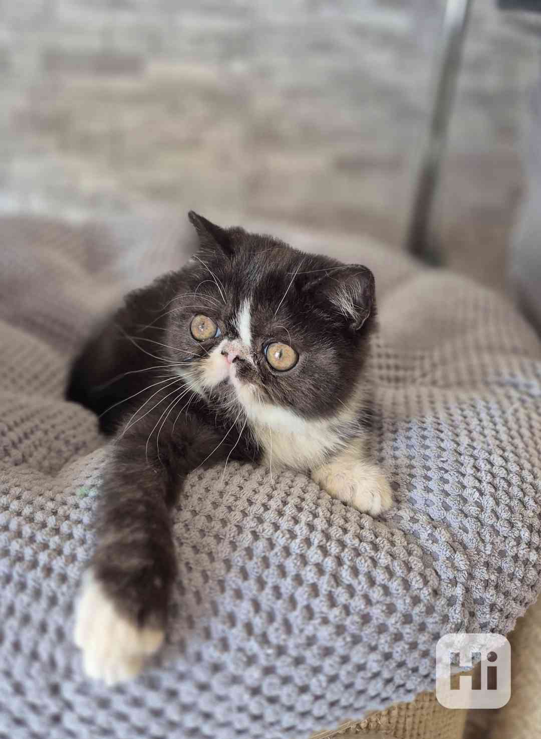 Perská a exotická koťátka s Pp  - foto 1