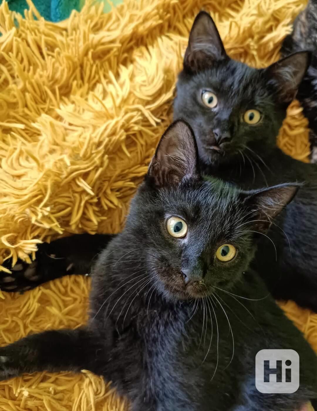 KASTOR a KREÓN - koťata, kocourci  - foto 1