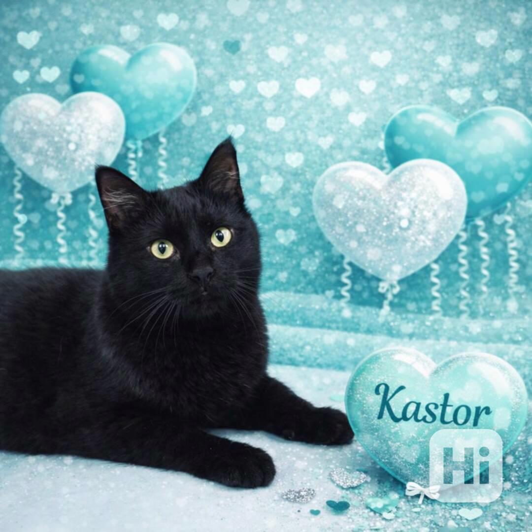 KASTOR a KREÓN - koťata, kocourci  - foto 1