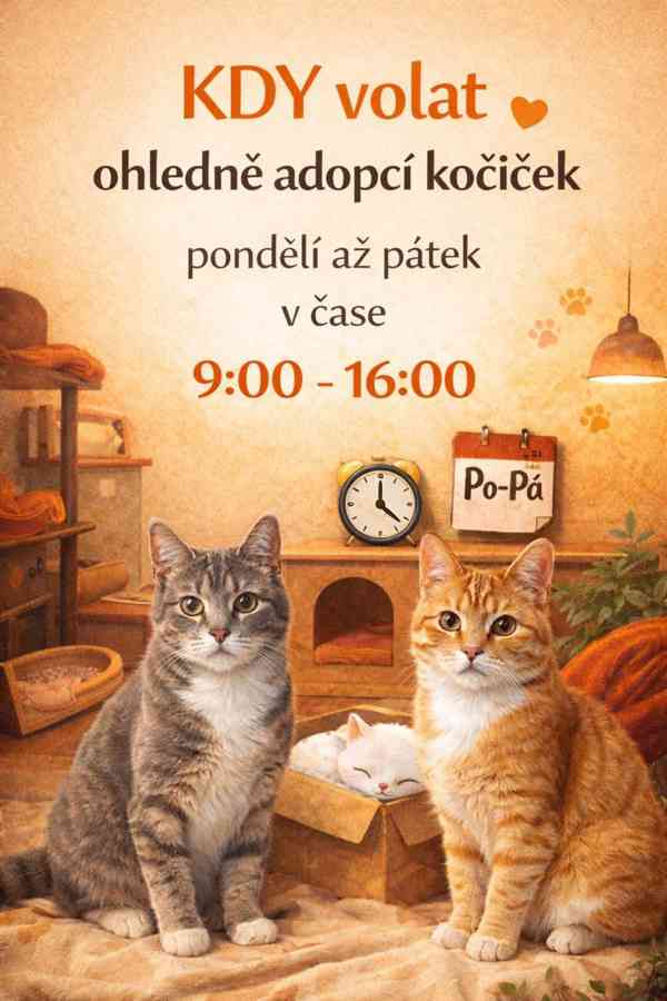 KASTOR a KREÓN - koťata, kocourci  - foto 3