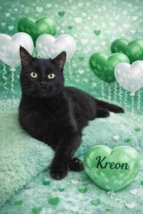 KASTOR a KREÓN - koťata, kocourci  - foto 2