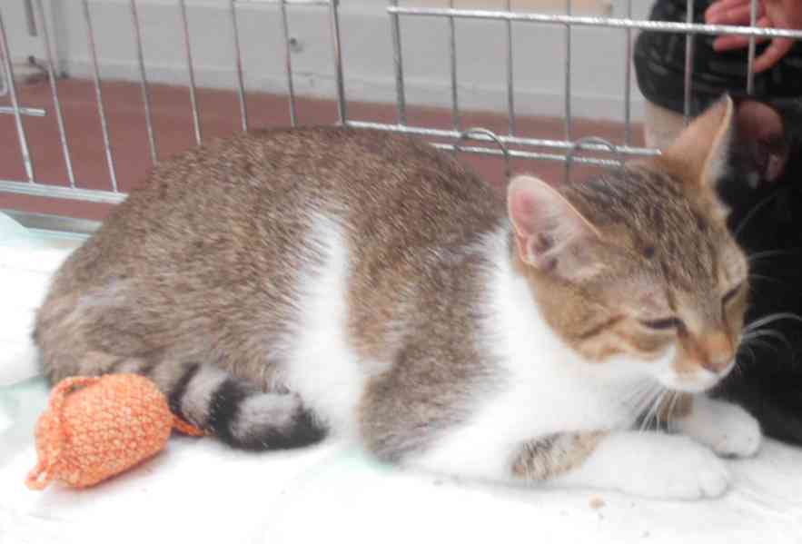 Mouratobílá 5,5měsíční kočička Melinda  - foto 2