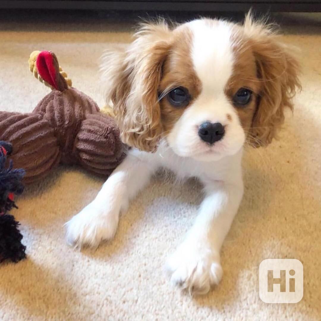 štěňata kavalír king charles španěl. - foto 1