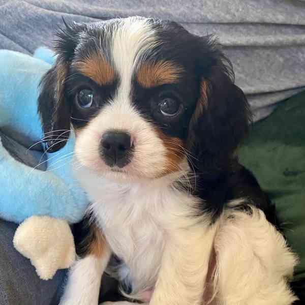 štěňata kavalír king charles španěl. - foto 2