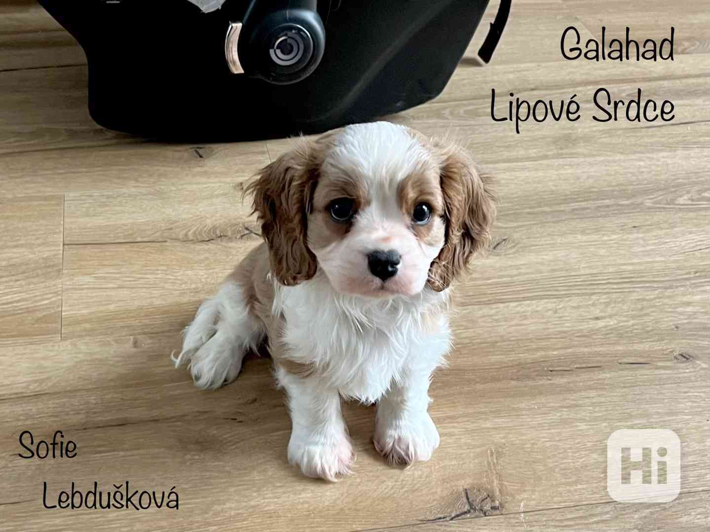 Vánoční štěně plemene Kavalír King Charles Španěl s PP Praha - foto 1