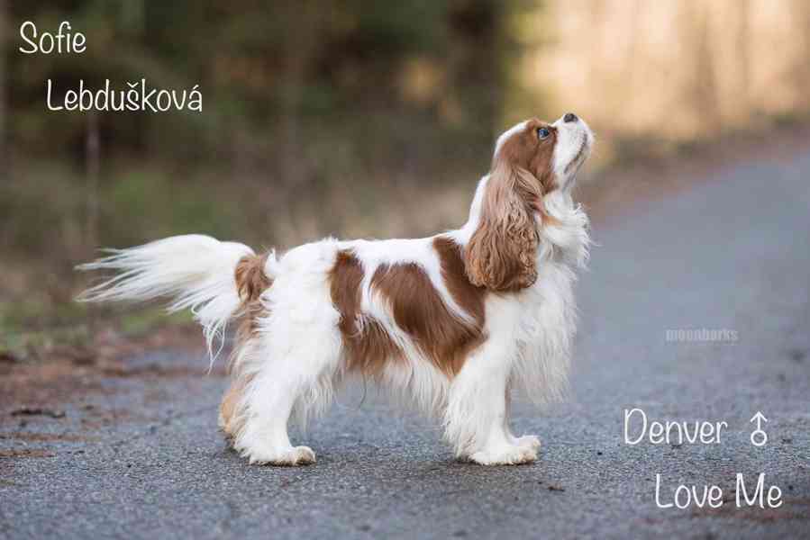 Vánoční štěně plemene Kavalír King Charles Španěl s PP Praha - foto 2