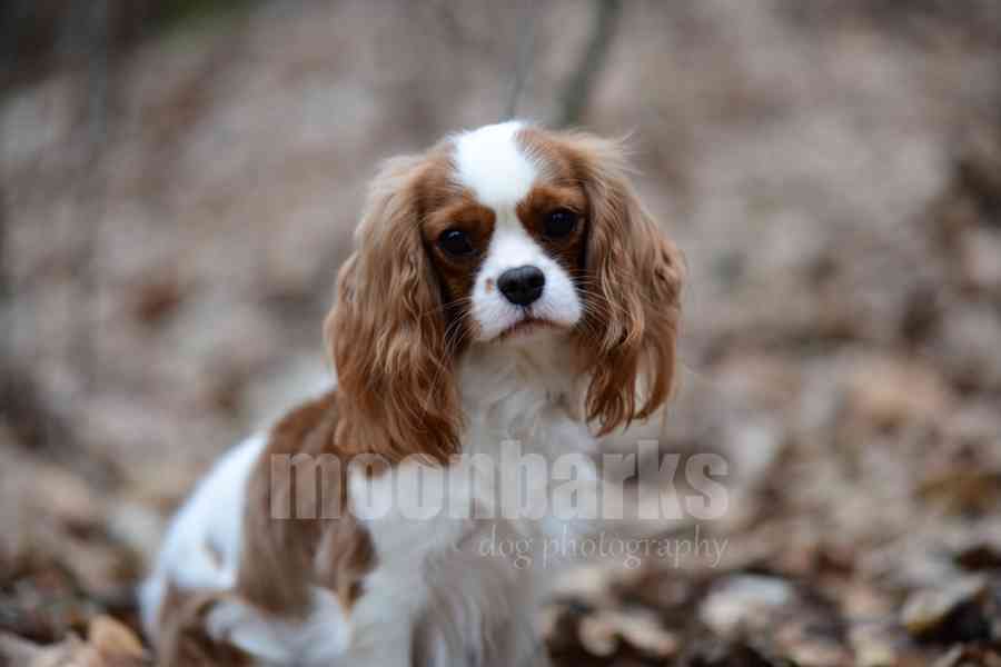 Vánoční štěně plemene Kavalír King Charles Španěl s PP Praha - foto 3