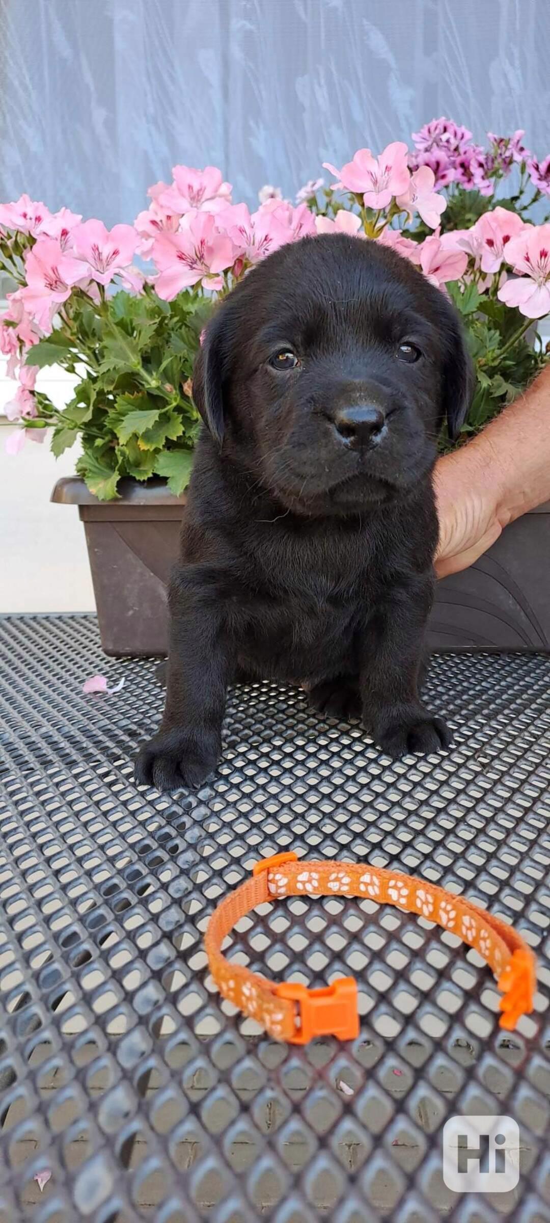 Černá štěňátka labradora s PP - foto 1