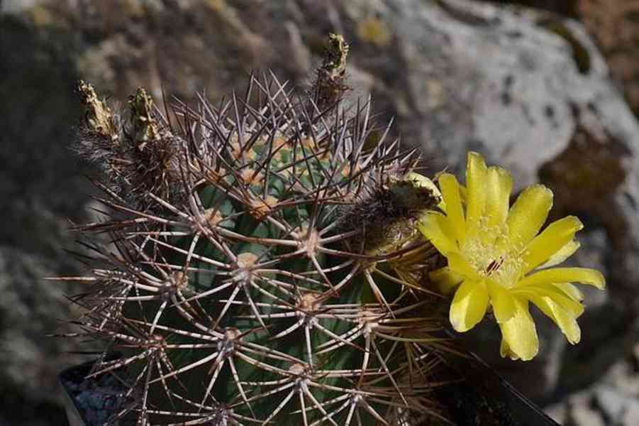 kaktus Acanthocalycium brevispinum