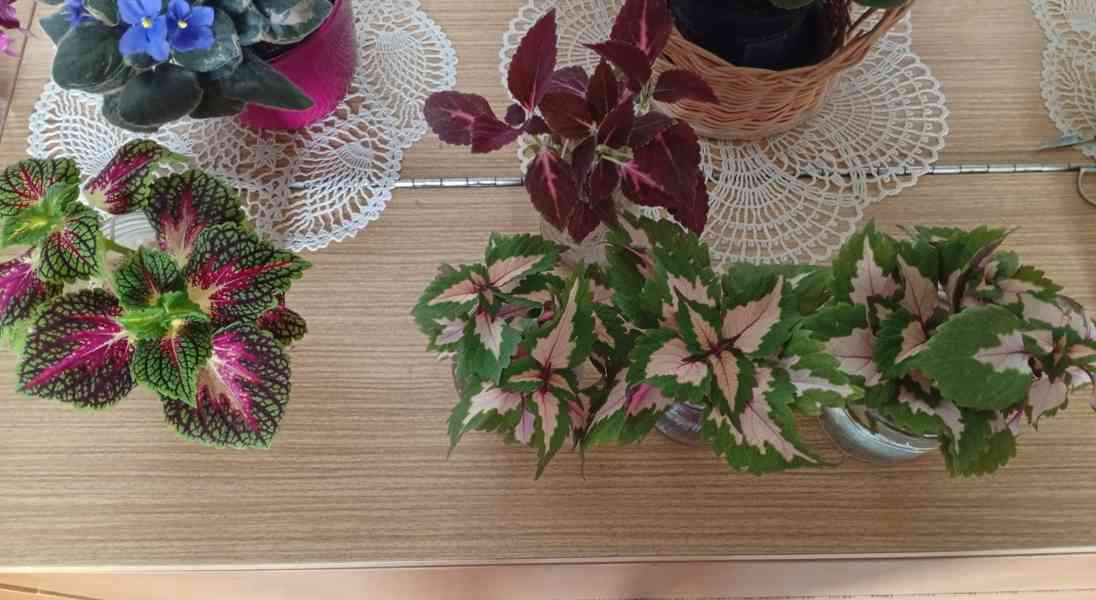 Africká kopřiva coleus - foto 6