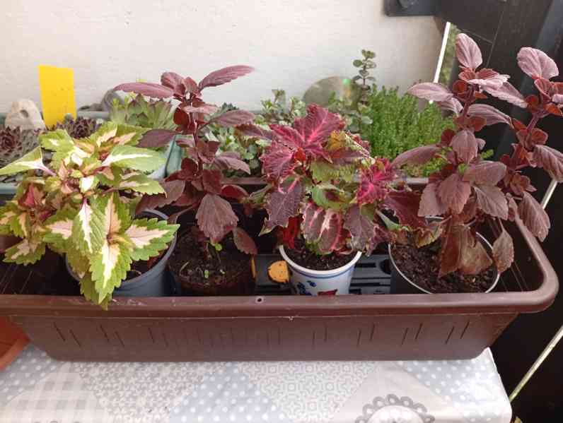 Africká kopřiva coleus - foto 5